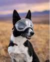 Rocky Mountain Dog V2 Small Dog Goggles