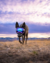 Rocky Mountain Dog V2 Small Dog Goggles