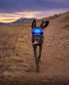 Rocky Mountain Dog V2 Medium Dog Goggles