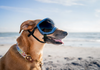 Rocky Mountain Dog V2 Medium Dog Goggles