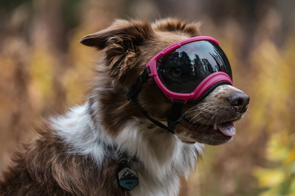 Rocky Mountain Dog V2 Large Dog Goggles