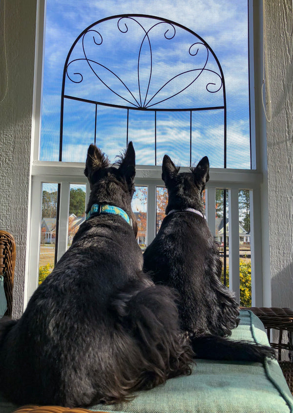 Up Country Sea Turtle Dog Collar