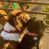 Up Country Sedona Dog Collar