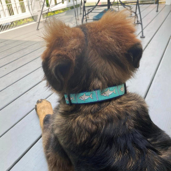 Up Country Shark Small Breed Dog Collar