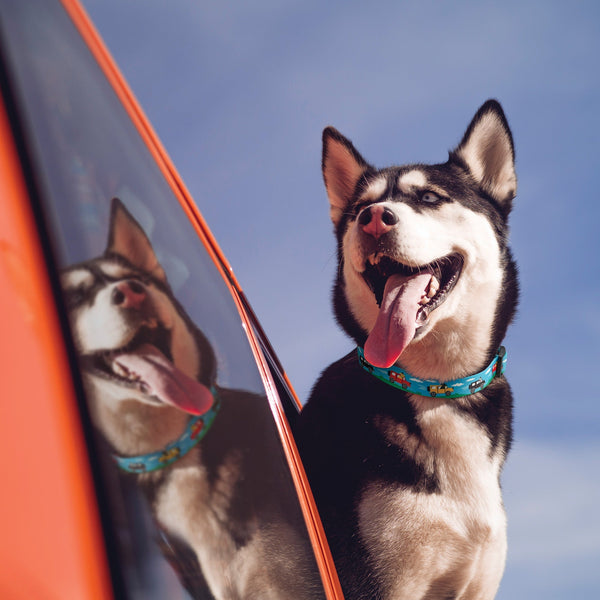 Up Country Beep Beep Printed Dog Collar