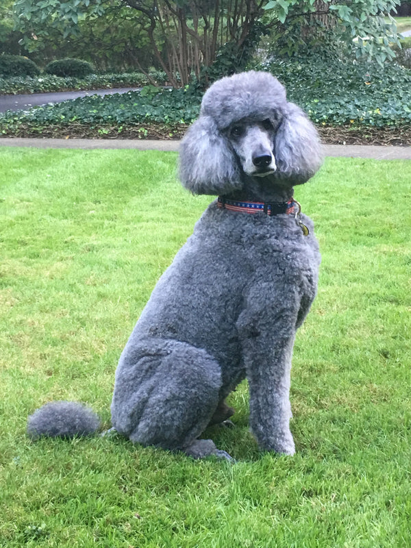 Up Country Stars and Stripes Dog Collar
