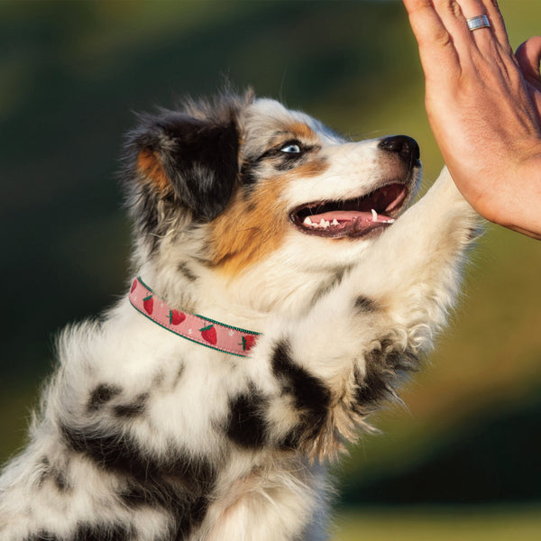 Up Country Strawberry Fields Dog Collar