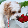 Up Country Strawberry Fields Small Breed Dog Lead