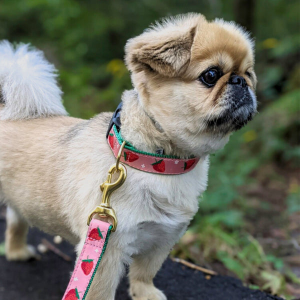 Up Country Strawberry Fields Dog Lead