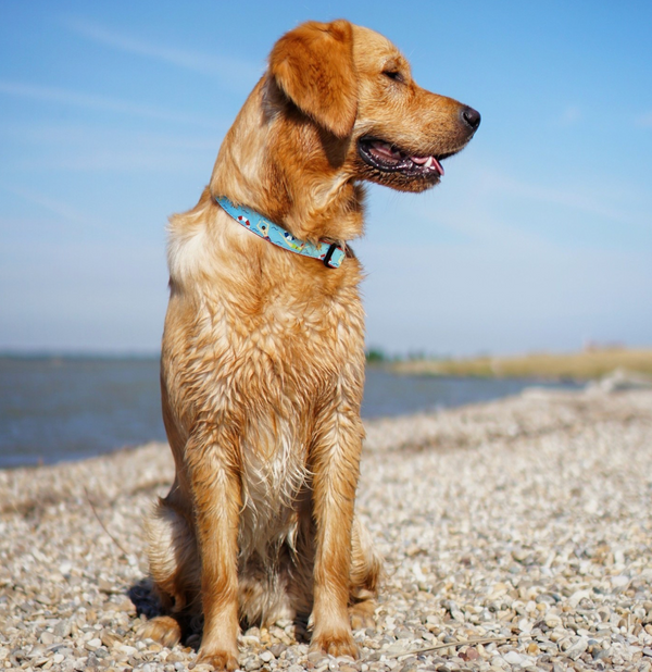 Up Country Swim Time Dog Collar