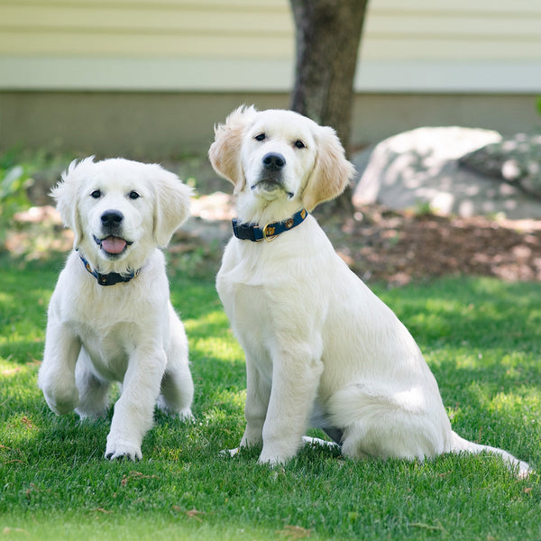 Up Country Teddy Dog Collar