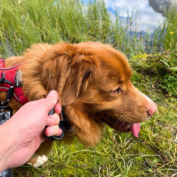 Rocky Mountain Dog The Wild Tactical Dog Collar