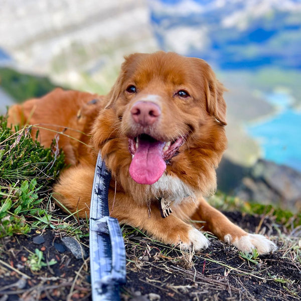 Rocky Mountain Dog The Wild Tactical Dog Leash