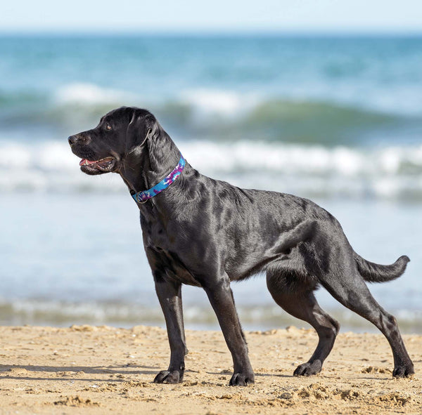 Up Country Tie Dye Printed Dog Collar