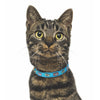 Up Country Tuna Cat Collar
