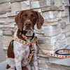 Up Country Turkey Trot Dog Lead