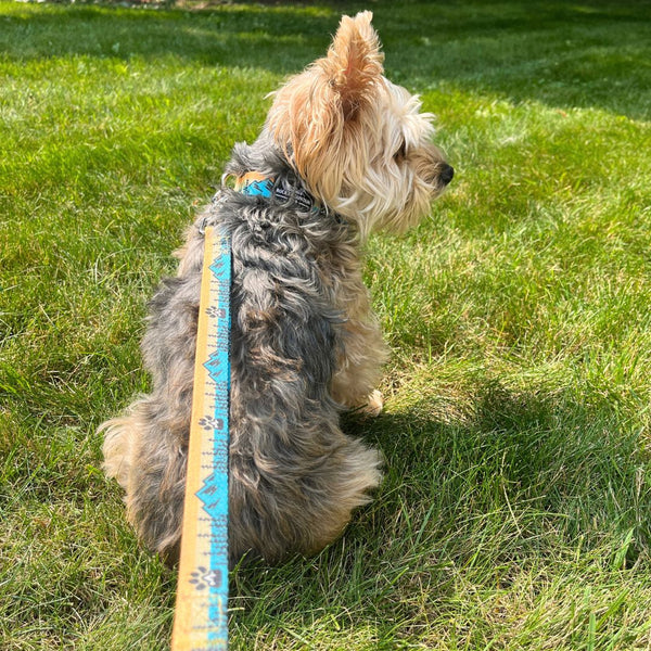 Rocky Mountain Dog Paw Mountain Dog Collar