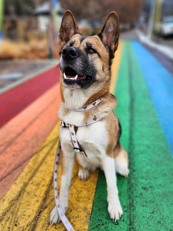 Up Country White Heart of Gold Dog Harness