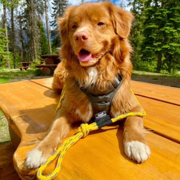 Rocky Mountain Dog The Mountain Lakes Dog Rope Leash
