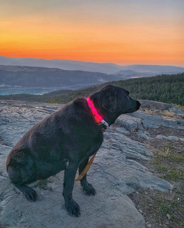 Rocky Mountain Dog Mountain Beacon LED Dog Safety Collar