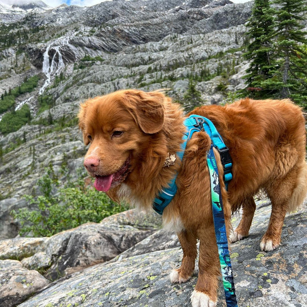 Rocky Mountain Dog V2 Canmore All Mountain Dog Leash