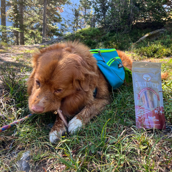 Rocky Mountain Dog 12" Standard Bully Sticks (5 pack)