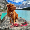 Rocky Mountain Dog Canadian Rockies Martingale Clip Collar