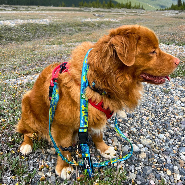 Rocky Mountain Dog Jasper All Mountain Leash