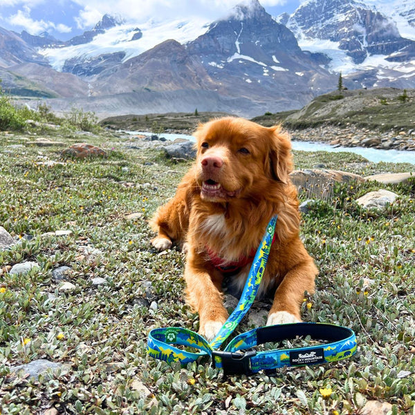 Rocky Mountain Dog Jasper All Mountain Leash
