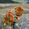 Rocky Mountain Dog Jasper All Mountain Leash