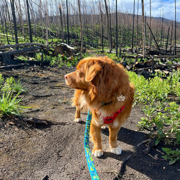 Rocky Mountain Dog Jasper All Mountain Leash