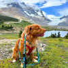 Rocky Mountain Dog Jasper All Mountain Leash