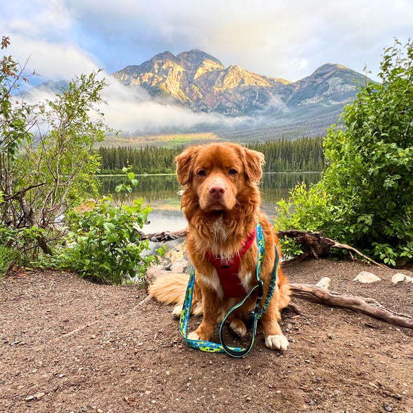 Rocky Mountain Dog Jasper All Mountain Leash