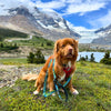 Rocky Mountain Dog Jasper All Mountain Leash