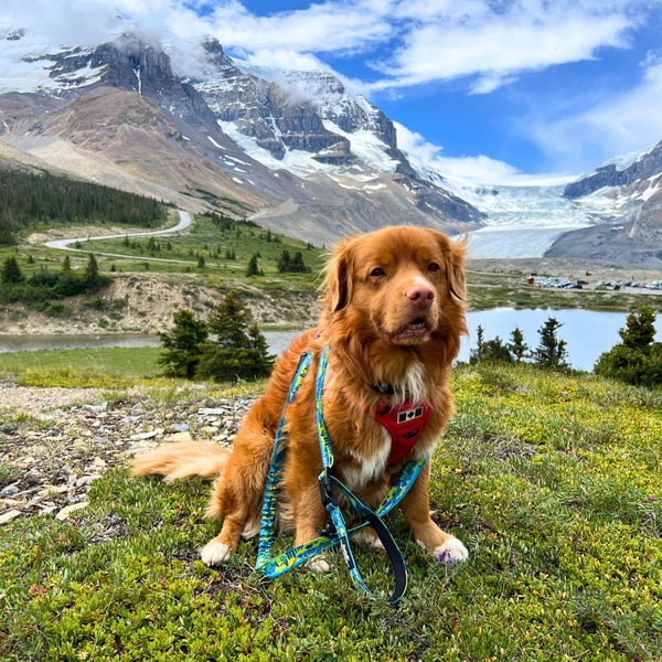 Rocky Mountain Dog Jasper All Mountain Leash
