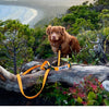 Rocky Mountain Dog Hands-Free Biothane Waterproof Leashes - Swivel Carabiner