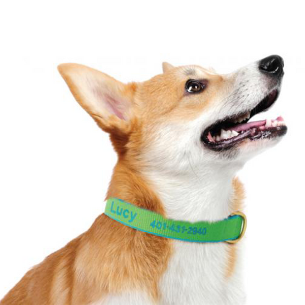 Up Country Color Market Dog Collar - Small Breed
