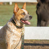 Up Country Horseshoes Dog Collar and Lead on Cattle dogagainst a fence. gold horseshoes and green clovers