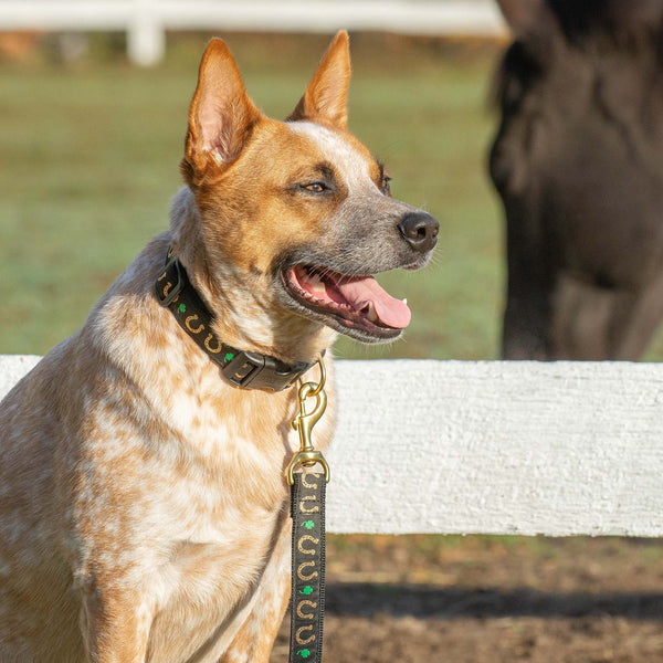 Up Country Horseshoes Dog Collar and Lead on Cattle dogagainst a fence. gold horseshoes and green clovers