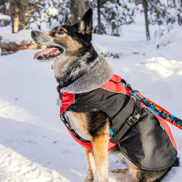 Rocky Mountain Dog Glacier Insulated Dog Parka (Winter Coat)