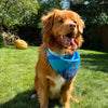 Rocky Mountain Dog Kootenay Bandana