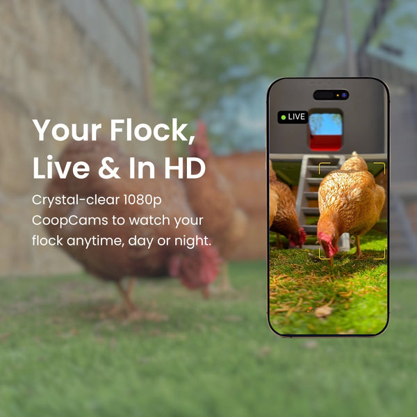 The Smart Coop + Steel Run (+ Free Chicks! 🐣)