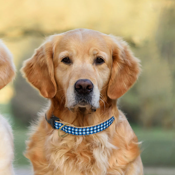 Up Country Navy Gingham Dog Collar