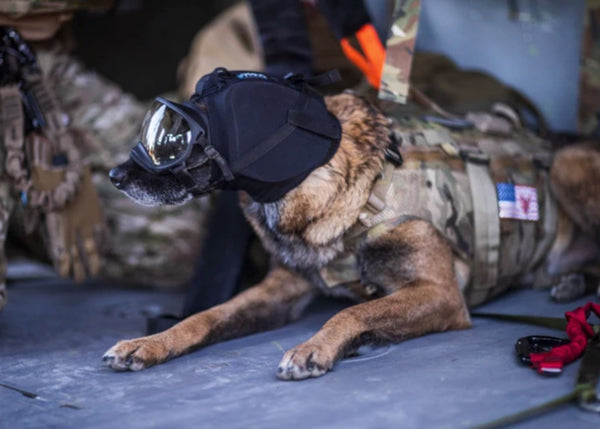 Rocky Mountain Dog EarPros