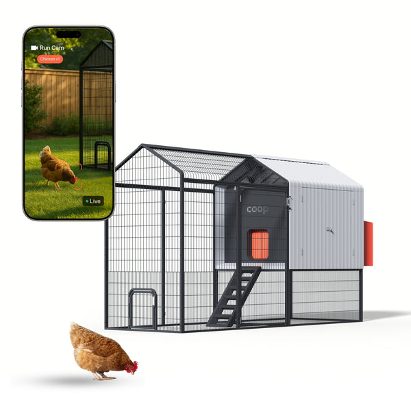The Smart Coop + Steel Run (+ Free Chicks! 🐣)