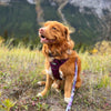 Rocky Mountain Dog Summit All-Terrain Dog Harness