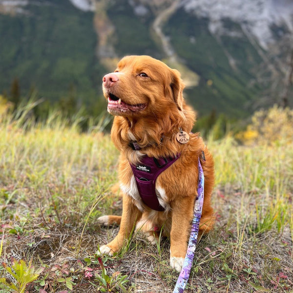 Rocky Mountain Dog Summit All-Terrain Dog Harness