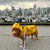 Rocky Mountain Dog Tofino Rain Jacket