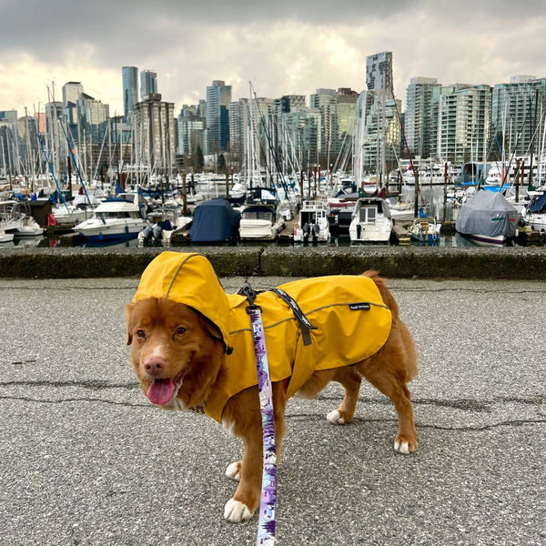 Rocky Mountain Dog Tofino Rain Jacket
