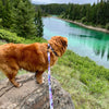 Rocky Mountain Dog PNW Alpine Dog Collar